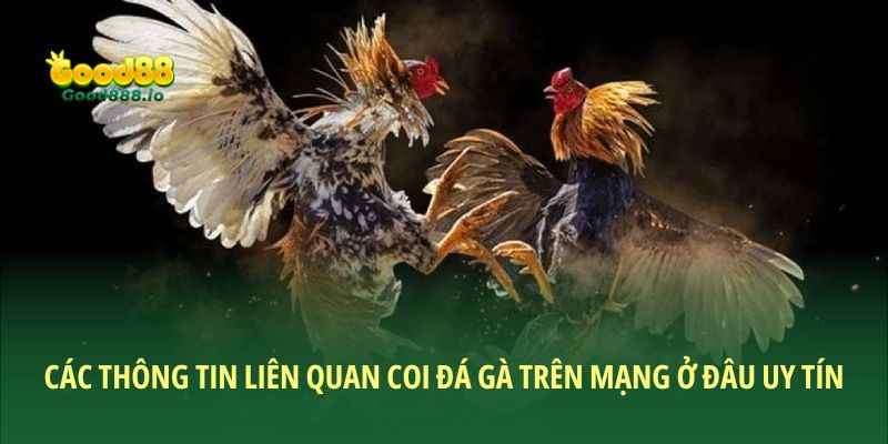 Các thông tin liên quan coi đá gà trên mạng ở đâu uy tín