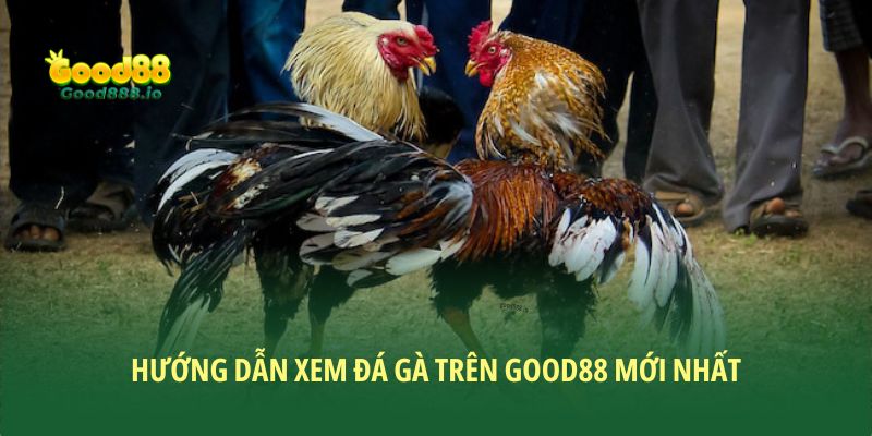 Hướng dẫn xem đá gà Trên Good88 mới nhất