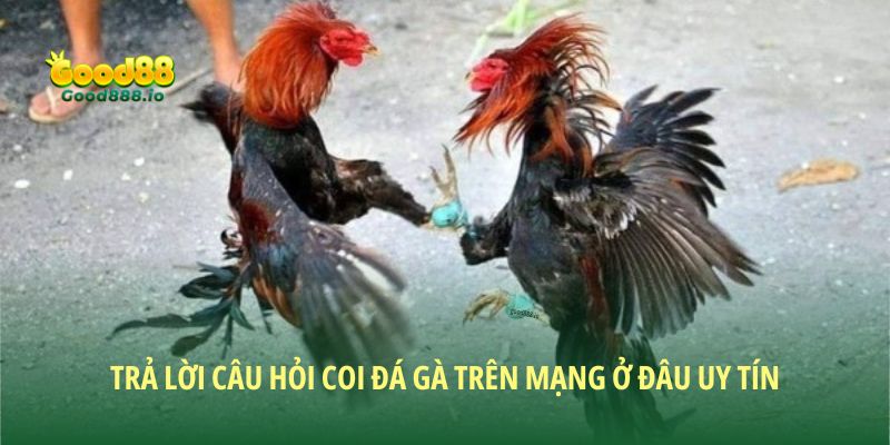 Trả lời câu hỏi coi đá gà trên mạng ở đâu uy tín