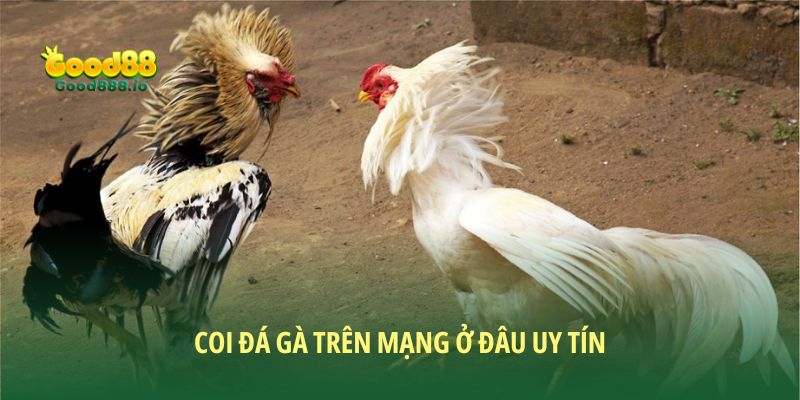 Coi Đá Gà Trên Mạng Ở Đâu Uy Tín: Good88 Lựa Chọn Hàng Đầu