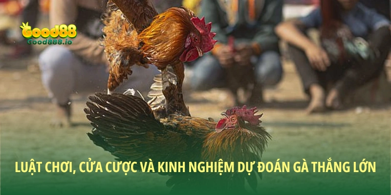 Luật chơi, cửa cược và kinh nghiệm dự đoán gà thắng lớn