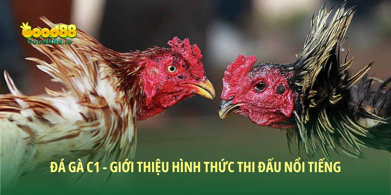 Đá gà C1 - Giới thiệu hình thức thi đấu nổi tiếng