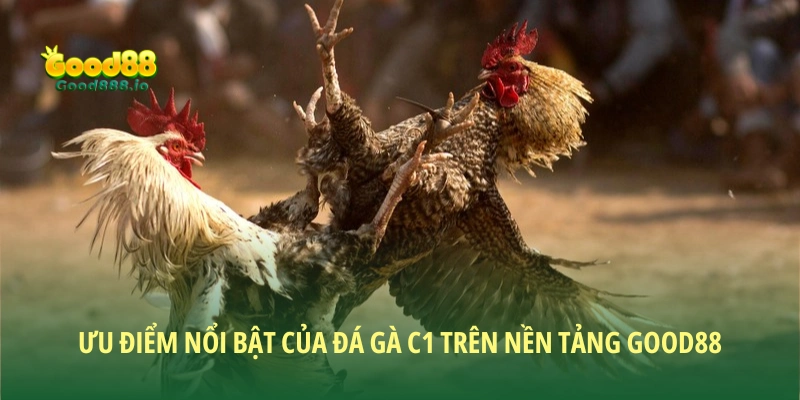 Ưu điểm nổi bật của đá gà C1 trên nền tảng Good88