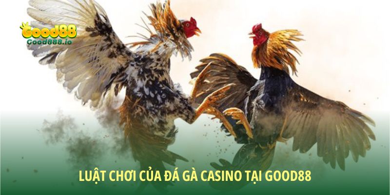 Luật khi tham gia chọi kê mà thành viên cần nắm