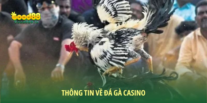 Tổng quát về sảnh chơi đá gà