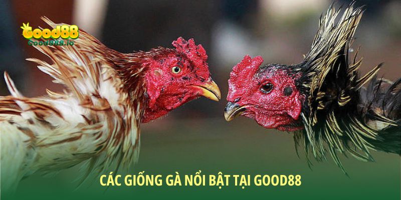 Các giống đá gà cựa sắt nổi bật tại Good88