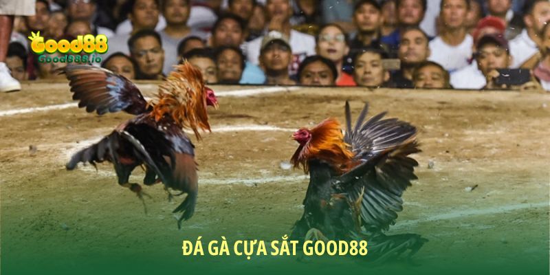 Đá Gà Cựa Sắt - Sức Hút Từ Môn Giải Trí Hấp Dẫn Cùng Good88