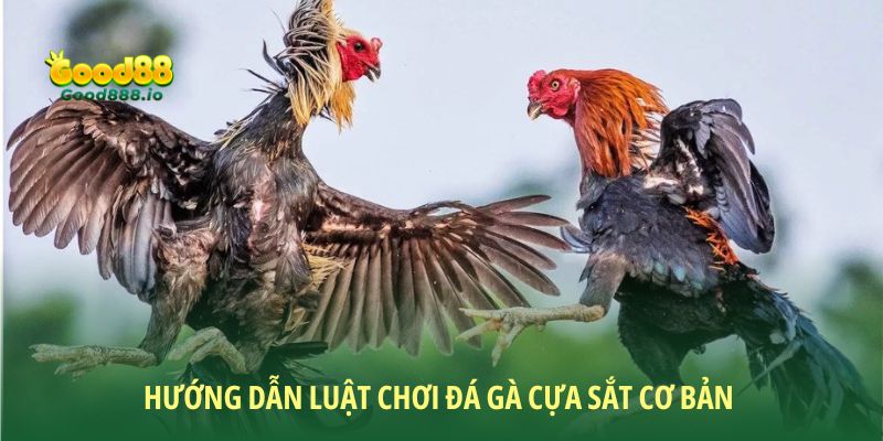 Hướng dẫn luật chơi đá gà cựa sắt cơ bản