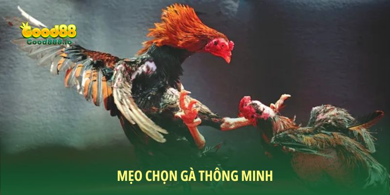 Mẹo chọn gà thông minh