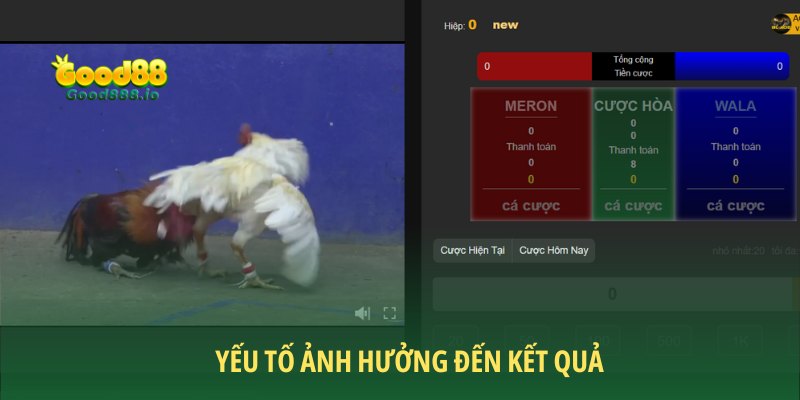 Đá gà Good88 được phân định kết quả qua nhiều yếu tố độc đáo