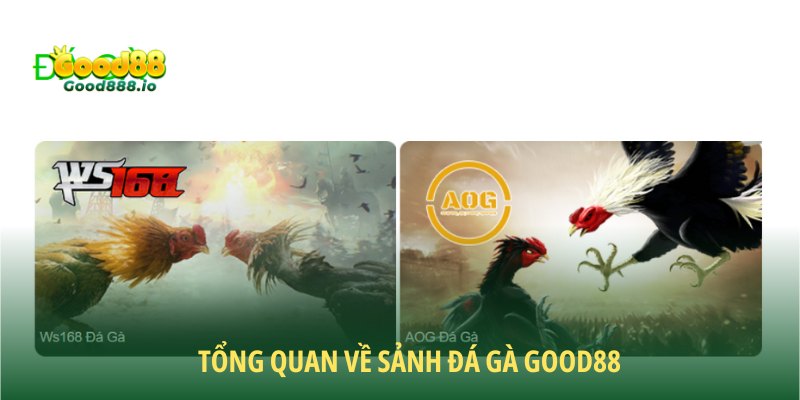 Đá gà Good88 là sân chơi được đầu tư bài bản
