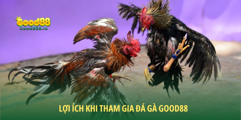 Đá gà Good88 mang lại những thuận lợi thiết thực cho cộng đồng