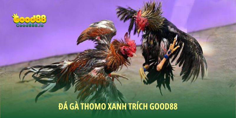 Đá Gà Thomo xanh trích - Trò Chơi Giải Trí Đỉnh Cao Good88