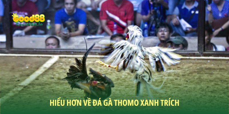 Hiểu hơn về đá gà Thomo xanh trích