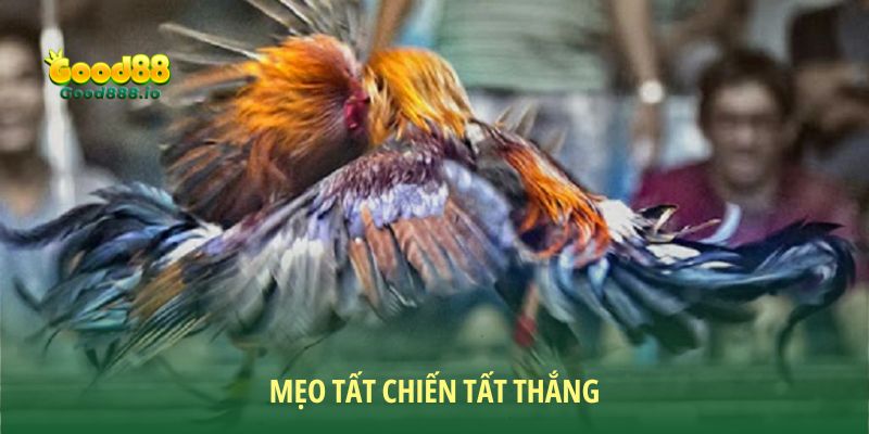 Mẹo tất chiến tất thắng tại đá gà xanh trích