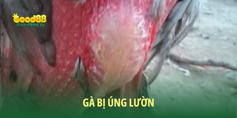 Gà Bị Úng Lườn: Nguyên Nhân, Triệu Chứng Và Cách Khắc Phục