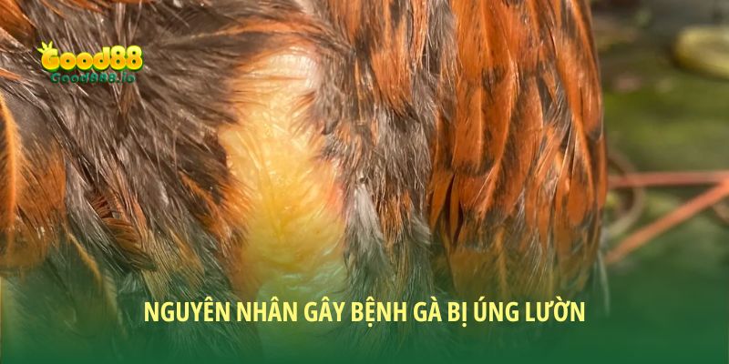 Nguyên nhân gây bệnh của gà bị úng lườn