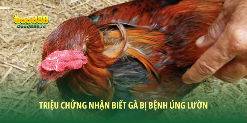 Triệu chứng thường thấy của gà bị úng lườn